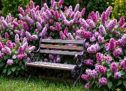 Ławka, Różowe, Kwiaty, Trawa