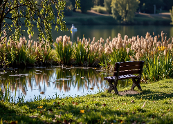 Ławka, Staw, , Park, Trzciny