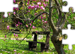 Ławka, Park, Drzewo, Magnolia, Wiosna