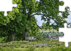 Drzewa, Ławka, Park