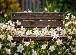Białe, Kwiaty, Lilie, Ławka