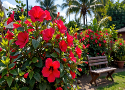 Krzewy, Kwiaty, Czerwone, Ławka