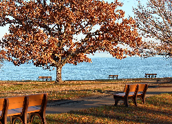 Jesień, Drzewa, Ławki, Zatoka Chesapeake, Stany Zjednoczone