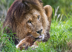 Leżący, Lew, Głowa, Trawa