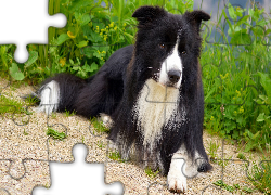 Leżący, Border collie, Rośliny