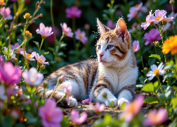 Leżący, Brązowo-biały, Kot, Kolorowe, Kwiaty