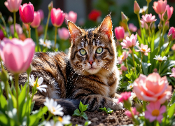 Kot, Leżący, Bury, Kwiaty