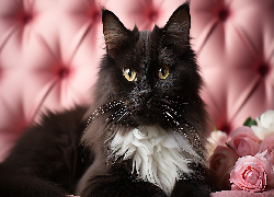 Czarno-biały, Kot, Róże