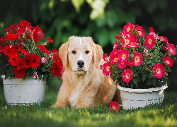 Pies, Golden retriever, Kwiaty, Petunie