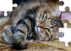 Kot, Leżący, Zielone, Oczy