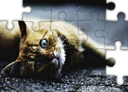 Leżący, Kot, Mordka, Oczy