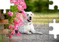 Pies, Labrador Retriever, Kwiaty