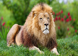 Leżący, Lew, Grzywa, Zielona, Trawa