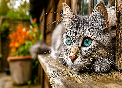 Kot, Ławka, Drewniana, Grafika