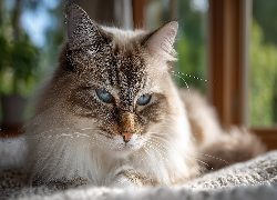 Kot, Ragdoll, Kanapa