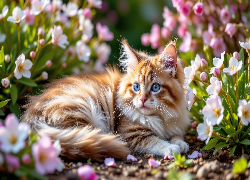 Kot, Puszysty, Kwiaty, Białe, Różowe