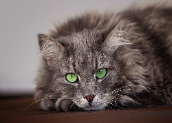 Kot, Szary, Zielone, Oczy