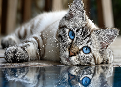 Kot, Niebieskie, Oczy, Grafika AI