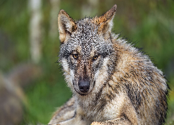 Leżący, Szary, Wilk, Głowa