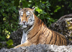 Leżący, Tygrys, Skała, Rośliny