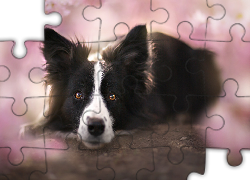 Border collie, Rozmyte, Tło