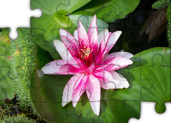 Lilia wodna, Kwiat, Biało-różowy