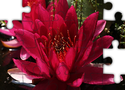 Kwiat, Lilia wodna, Czerwona