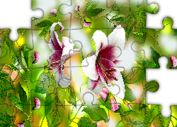 Kwiaty, Lilie, Groszek pachnący, Grafika