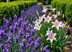 Kwiaty, Lawenda, Lilie, Ogród