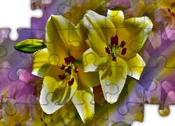 Kwiaty, Lilie, Żółte, Grafika