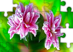 Kwiaty, Różowe, Lilie, Grafika