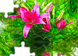Grafika, Kwiat, Lilia, Woda