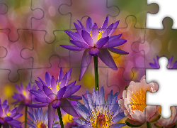 Kwiaty, Lilie wodne, Rozmyte, Tło, Grafika 2D