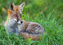 Leżący, Rudy, Lis, Zielona, Trawa