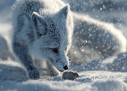 Lis polarny, Mysz, Śnieg, Zima, Grafika AI