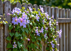 Powojnik, Kwiaty, Pnącze, Płot