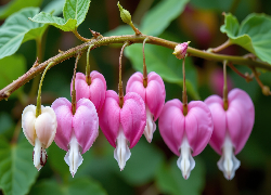 Serduszka okazałe, Różowe, Kwiaty, Gałązka