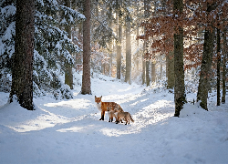 Las, Zima, Lisica, Dwa, Małe, Liski, Droga