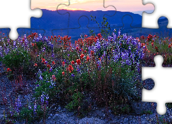 Łąka, Kwiaty, Łubin, Castilleja, Góry