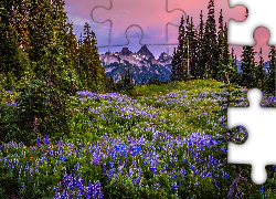Park Narodowy Mount Rainier, Góry, Tatoosh Range, Łąka, Kwiaty, Łubin, Mgła, Stan Waszyngton, Stany Zjednoczone