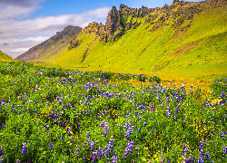 Łubin, Kwiaty, Trawa, Łąka, Góry, Vik i Myrdal, Gmina Myrdalshreppur, Islandia
