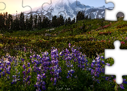 Łąka, Stratowulkan Mount Rainier, Park Narodowy Mount Rainier, Góry, Kwiaty, Łubin, Wschód słońca, Stan Waszyngton, Stany Zjednoczone