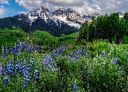 Kwiaty, Łubin, Drzewa, Góry, Pasmo, Stormy Sneffels, Kolorado, Stany Zjednoczone
