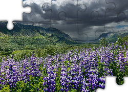Islandia, Fioletowe, Kwiaty, Łubin, Góry, Chmury