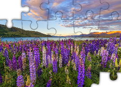 Jezioro Tekapo, Polana, Kwiaty, Łubin, Góry, Chmury, Nowa Zelandia