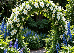 Ogród, Biały, Kwiatowy, Łuk, Niebieskie, Kwiaty, Rośliny