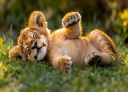 Lew, Lwiątko, Śpiące, Trawa, AI