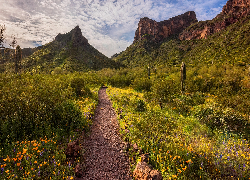 Stany Zjednoczone, Arizona, Park stanowy Picacho Peak, Góra, Zachód słońca, Kaktusy, Kwiaty, Łąka