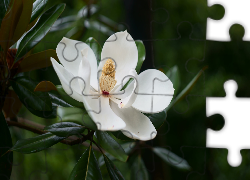 Magnolia wielkokwiatowa, Biała, Rozwinięta, Pręciki, Gałązka, Liście