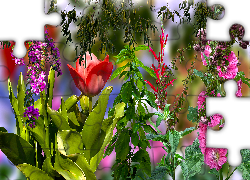Kwiaty, Tulipan, Malwy, Grafika